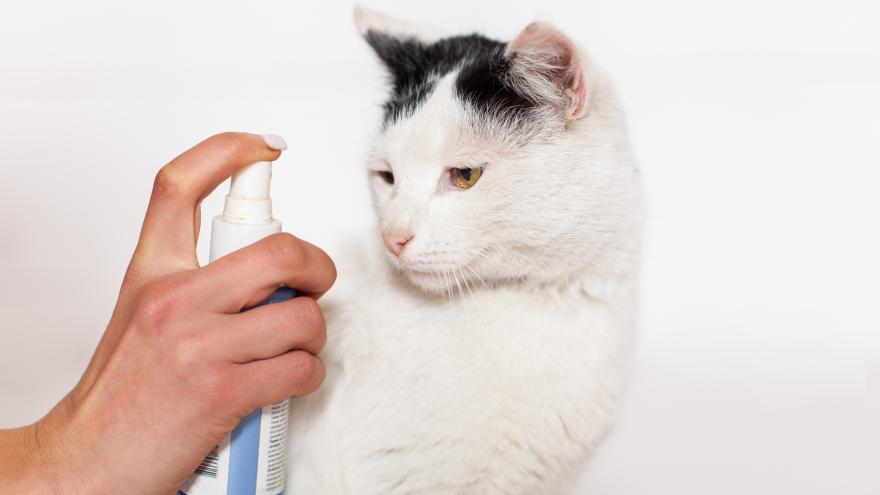 Insektenspray, Schneckenkorn, Hygienereiniger: Gefahr für Katze und Hund
